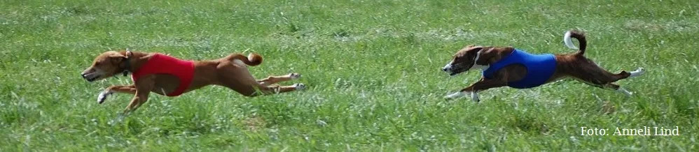Basenji maastikujooksul