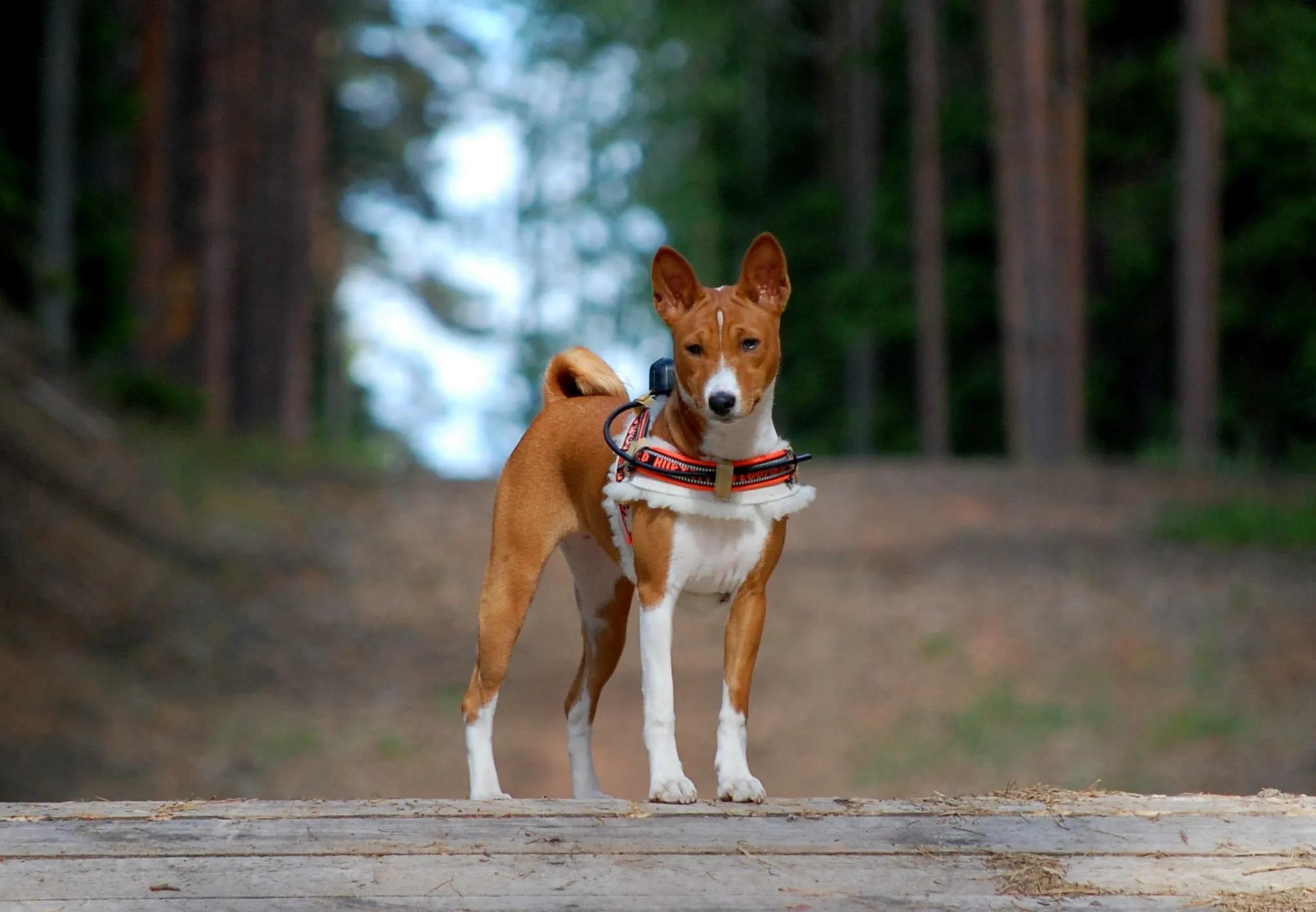 Basenji seisab metsas